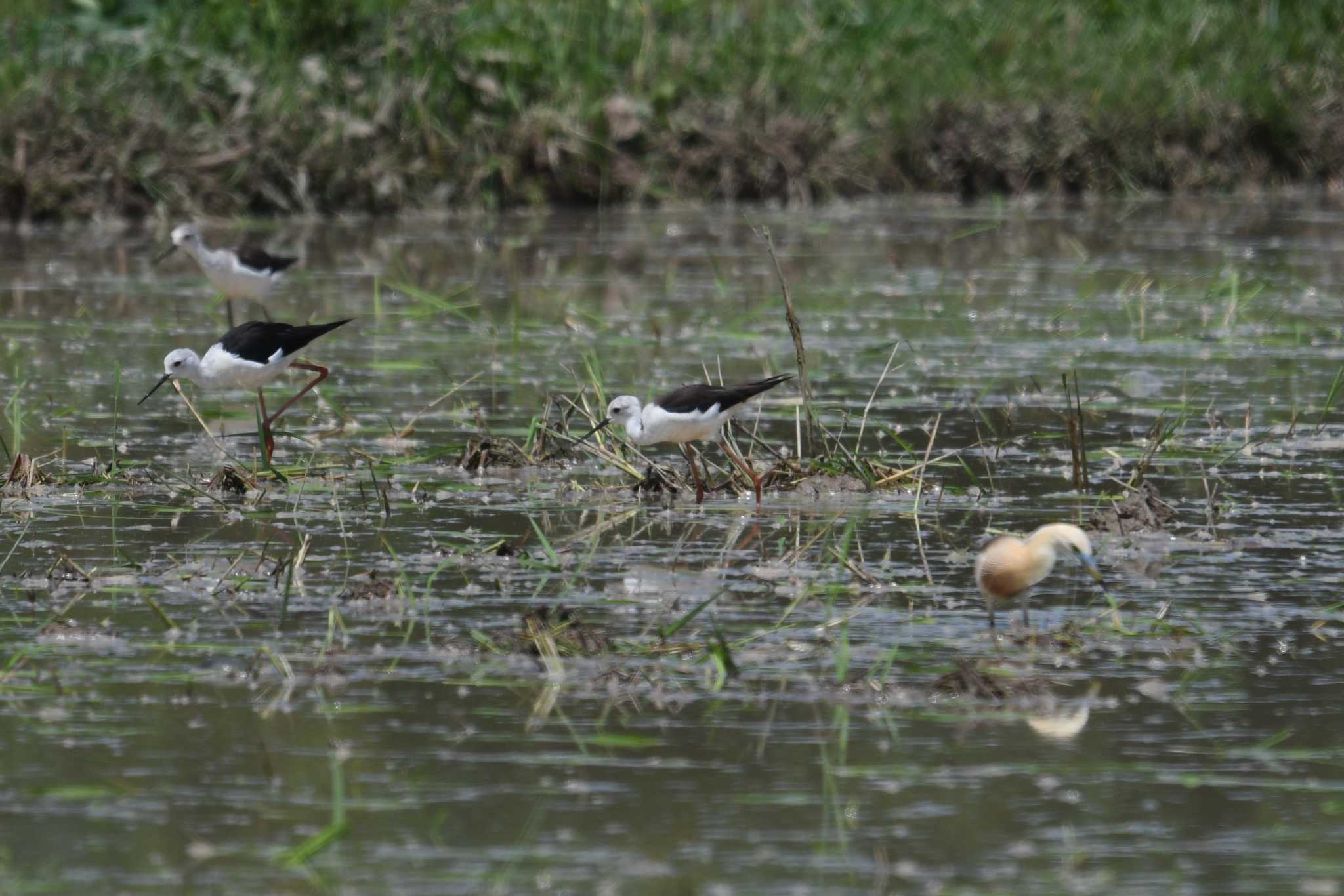 Black-winged Stilt