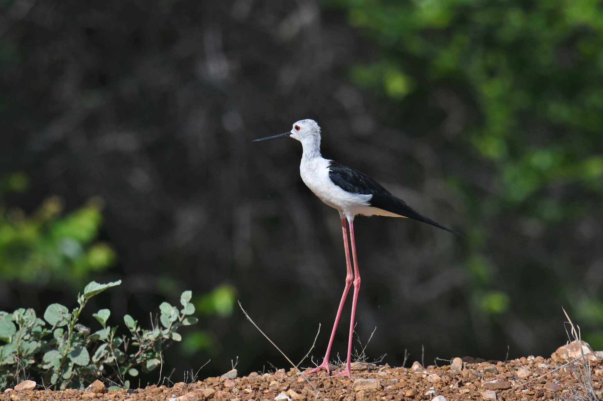 Black-winged Stilt