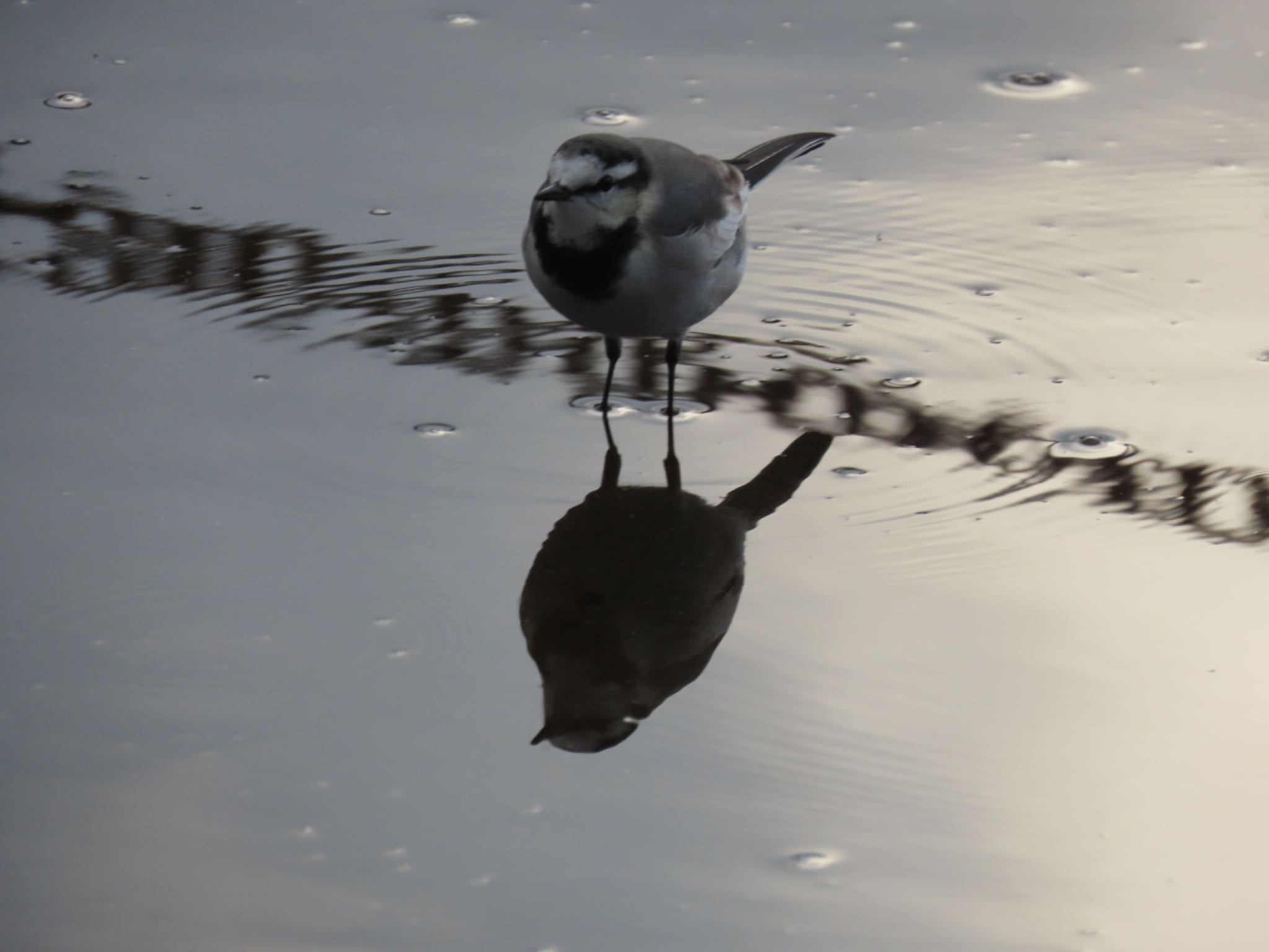 芦ノ湖 ハクセキレイの写真 by Taka