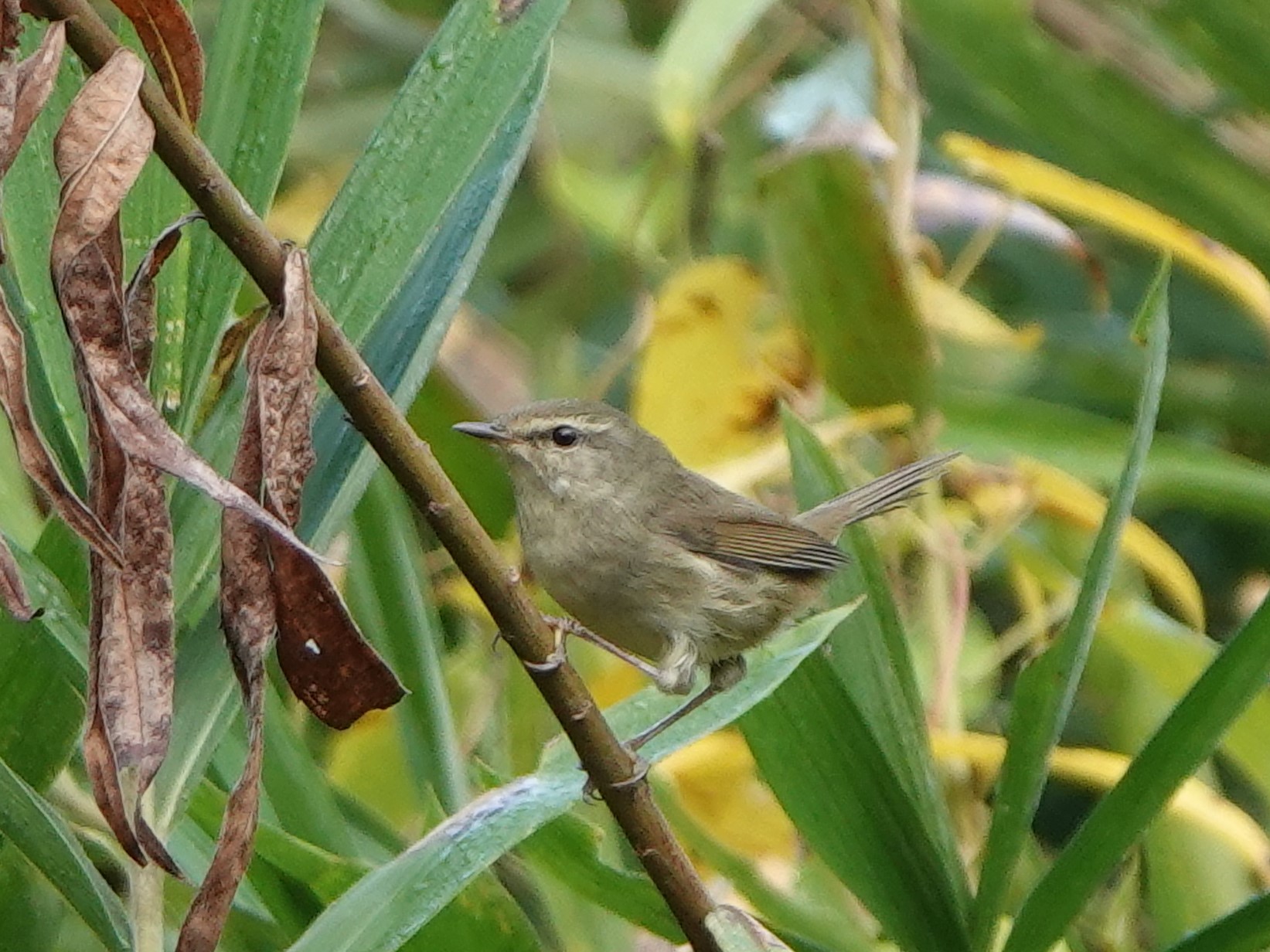 チャッチャッと地鳴きしていました