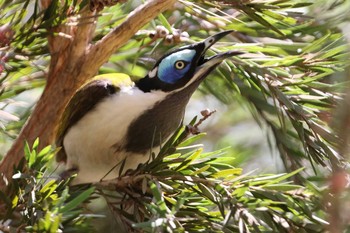 Blue-faced Honeyeater Iron Range National Park Sun, 10/13/2019