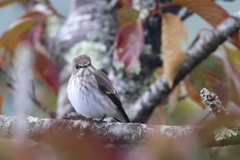 Grey-streaked Flycatcher Yamanakako Lake Mon, 10/7/2019