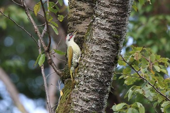 Japanese Green Woodpecker Musashino Park Sun, 9/29/2019
