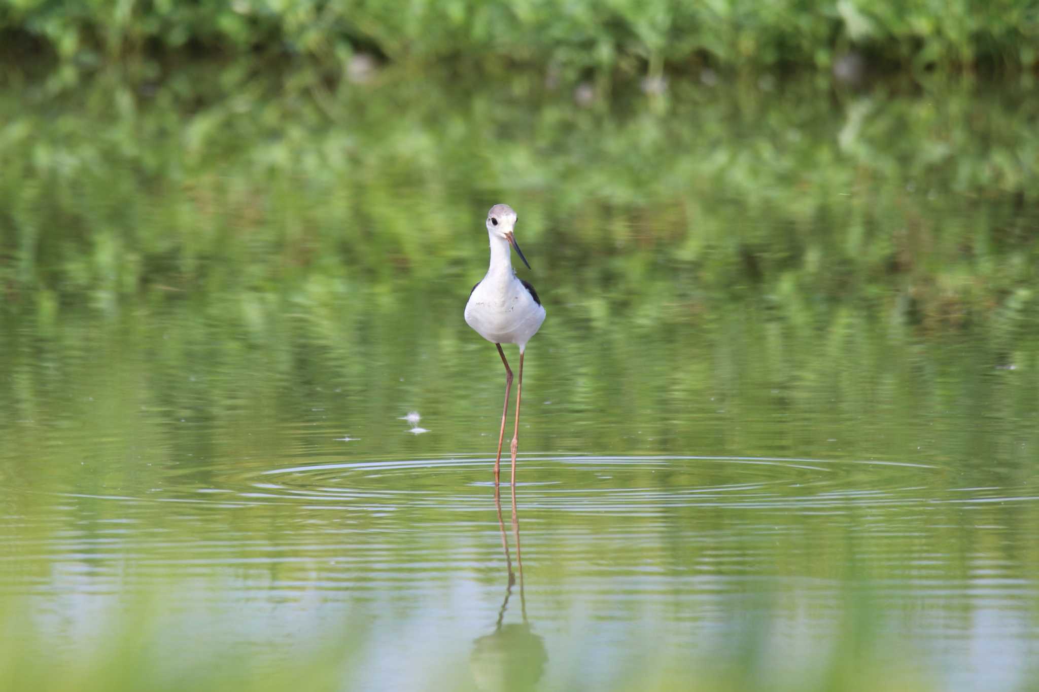 Photo of Black-winged Stilt at 平塚田んぼ by シマエナちゃん