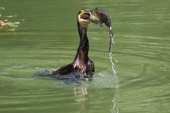 Great Cormorant Inokashira Park Mon, 9/23/2019