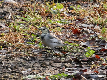 White Wagtail(leucopsis) Yoyogi Park Thu, 10/31/2019