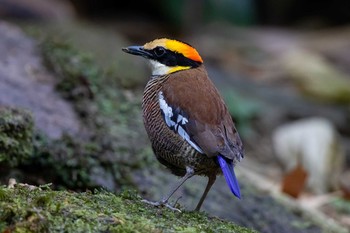 マラヤシマヤイロチョウ シーパンガー国立公園 2019年2月24日(日)