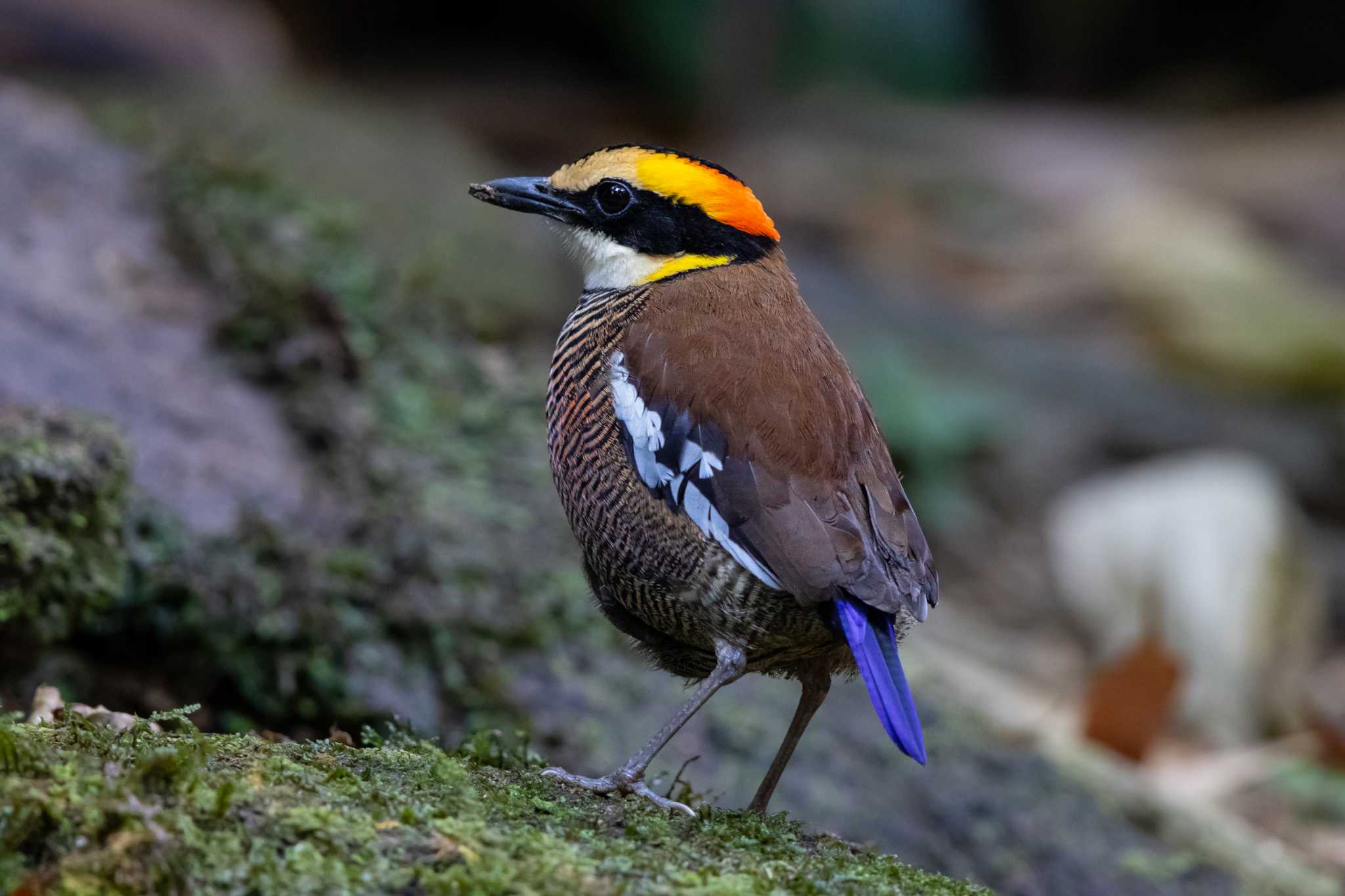 マラヤシマヤイロチョウ