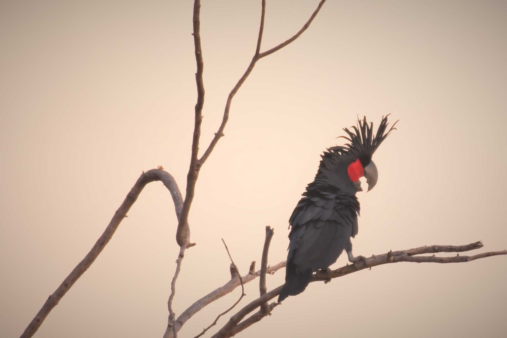 Palm Cockatoo