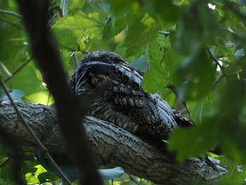 Grey Nightjar Unknown Spots Fri, 11/1/2019