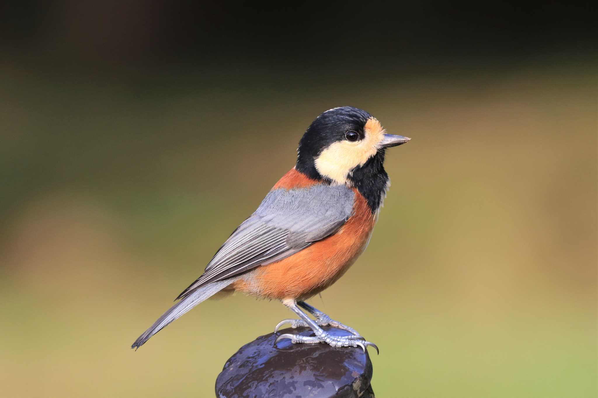 Photo of Varied Tit at Yoyogi Park by Susumu Harada