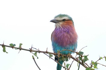 Lilac-breasted Roller Kapama Private Game Reserve (South Africa) Mon, 4/29/2019