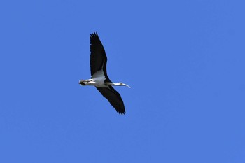 Straw-necked Ibis