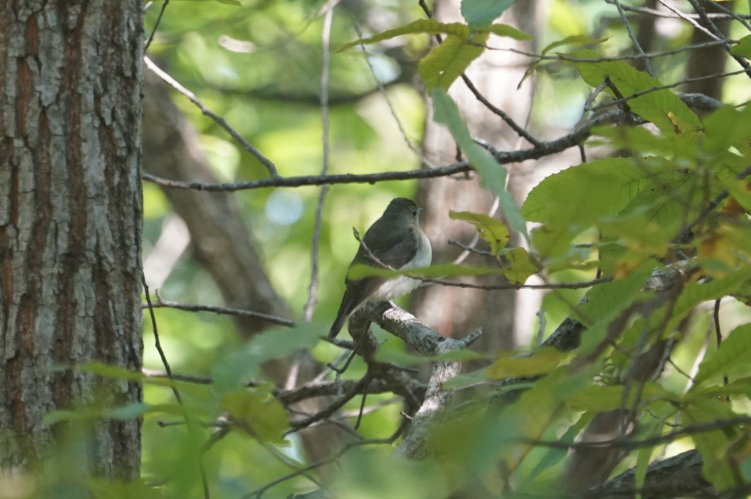 Narcissus Flycatcher