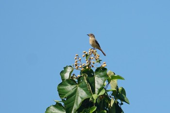 Daurian Redstart 馬見丘陵公園 Fri, 11/1/2019