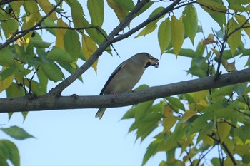 Hawfinch 馬見丘陵公園 Fri, 11/1/2019