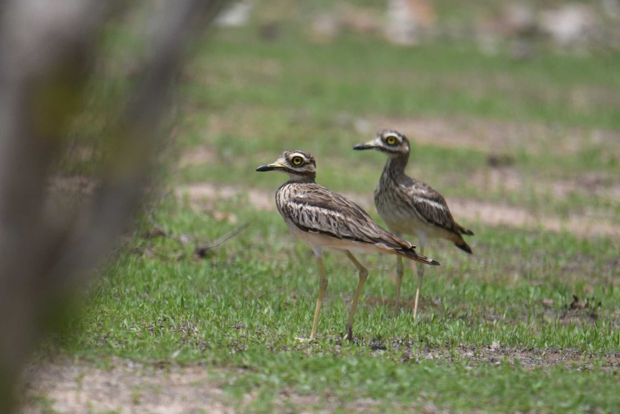 Indian Stone-curlew