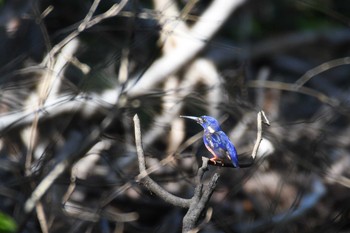 2019年10月16日(水) オーストラリア,ケアンズ～アイアインレンジの野鳥観察記録