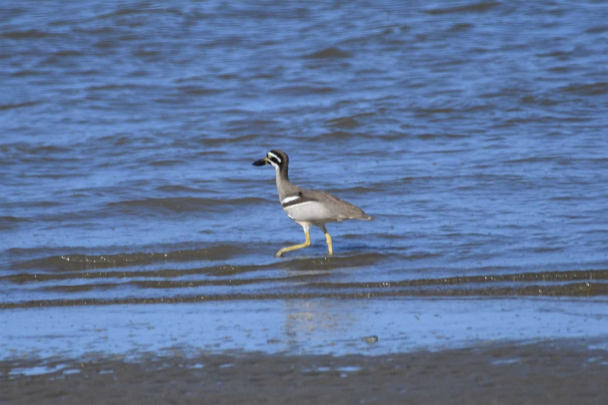 Beach Stone-curlew