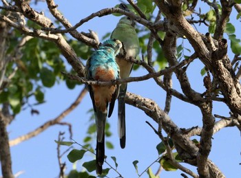 Golden-shouldered Parrot