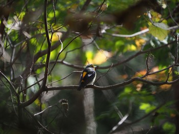 2019年11月2日(土) 檜原都民の森の野鳥観察記録