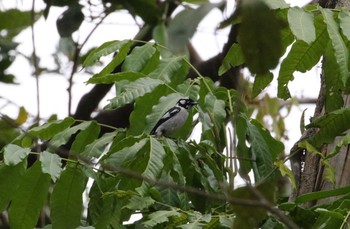 White-eared Monarch