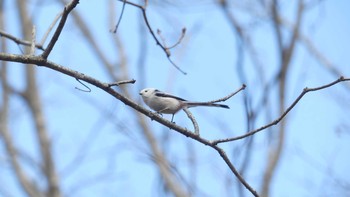 2019年11月2日(土) 北大研究林(北海道大学苫小牧研究林)の野鳥観察記録