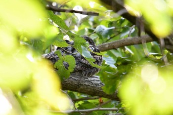 2019年11月2日(土) 埼玉県の野鳥観察記録