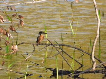 Common Kingfisher Tokyo Port Wild Bird Park Fri, 11/1/2019