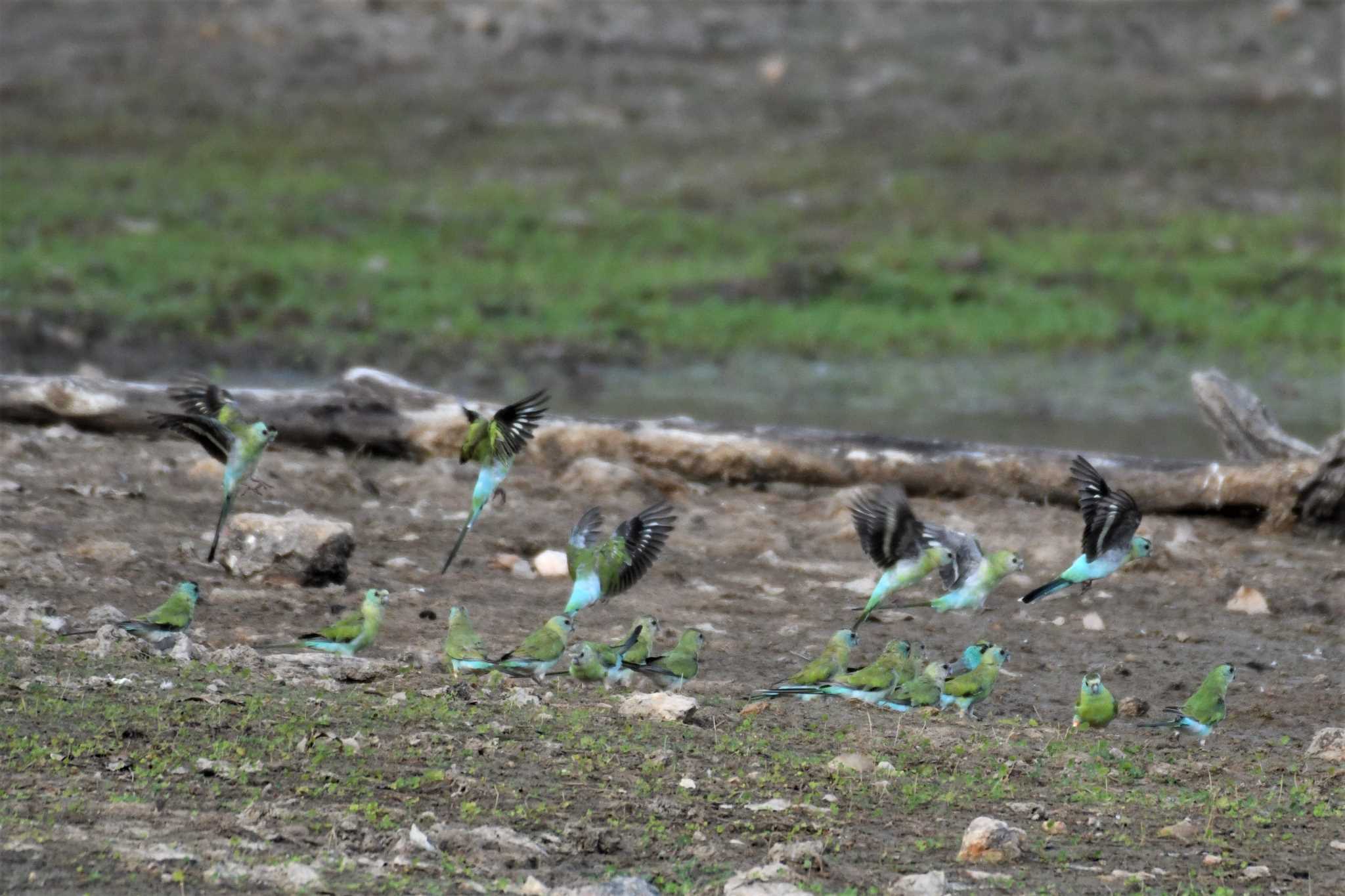 オーストラリア,ケアンズ～アイアインレンジ キビタイヒスイインコの写真 by でみこ