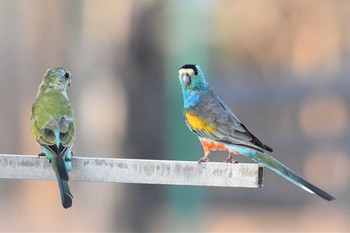 2019年10月18日(金) オーストラリア,ケアンズ～アイアインレンジの野鳥観察記録