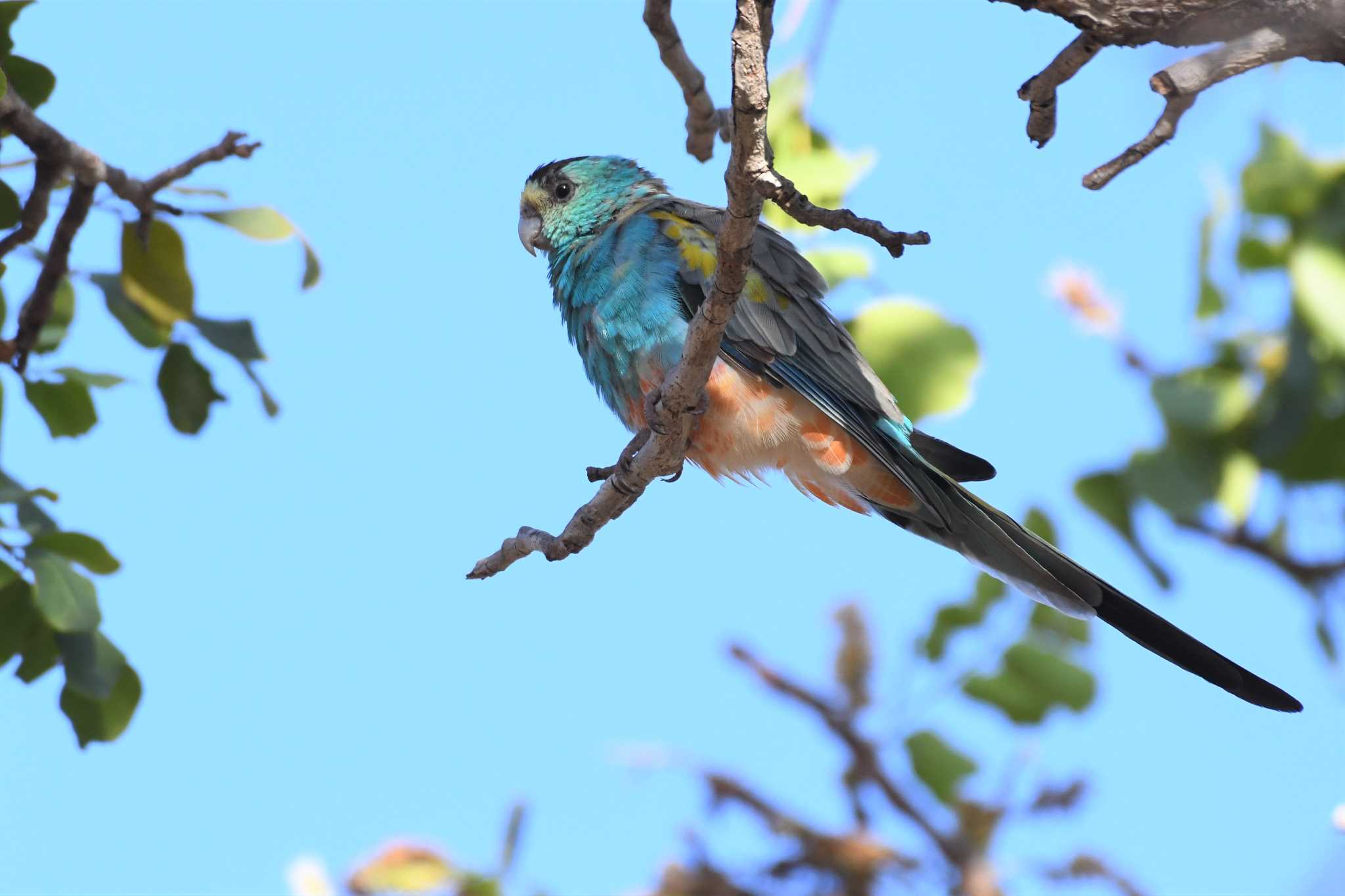 オーストラリア,ケアンズ～アイアインレンジ キビタイヒスイインコの写真 by でみこ