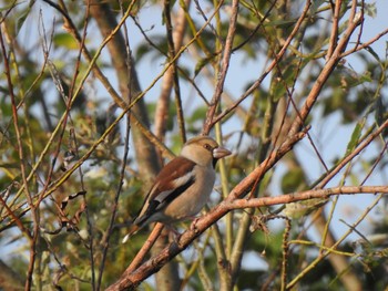 Hawfinch 天白川 Sat, 1/13/2024