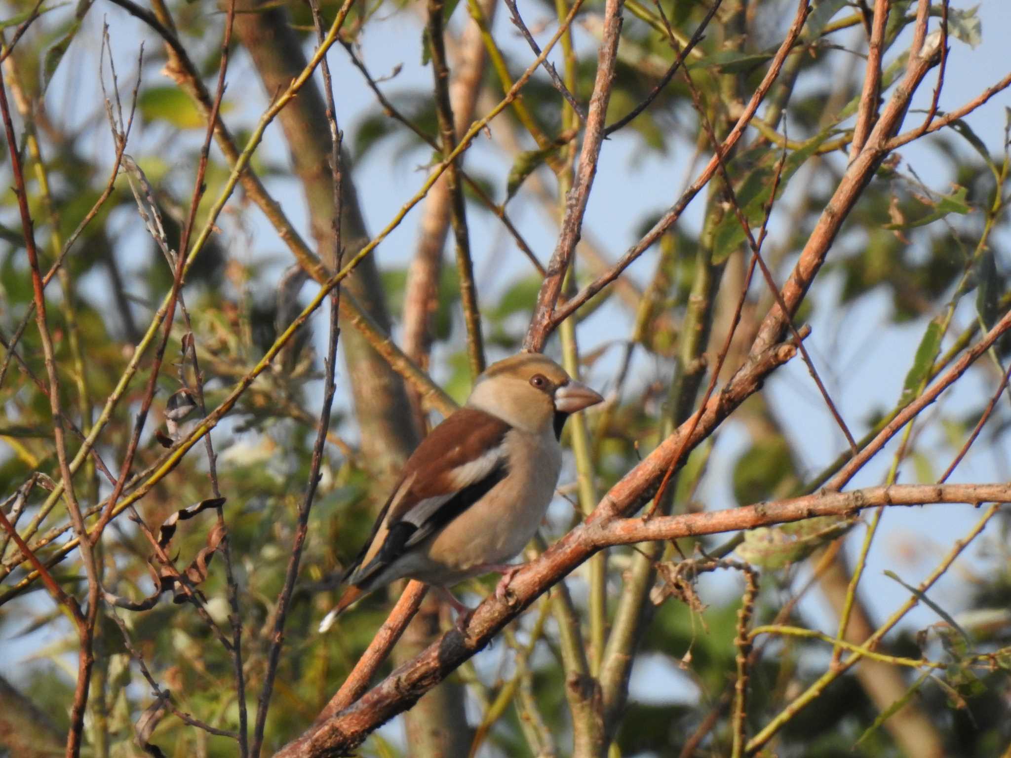 Hawfinch