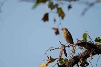 ジョウビタキ 東京港野鳥公園 2019年11月2日(土)