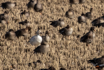 2019年11月2日(土) 蕪栗沼の野鳥観察記録