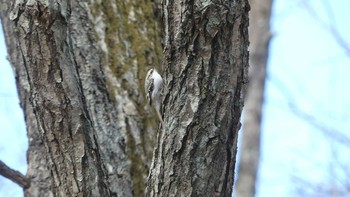 Eurasian Treecreeper(daurica) Tomakomai Experimental Forest Sat, 11/2/2019
