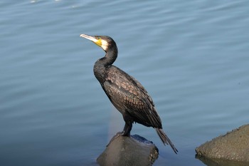 カワウ 土留木川河口(東海市) 2019年11月2日(土)