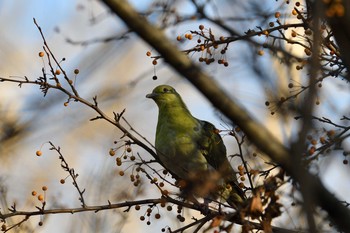 アオバト 北大研究林(北海道大学苫小牧研究林) 2019年11月2日(土)