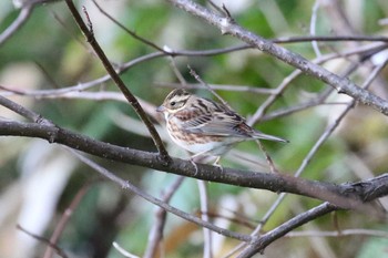 Sat, 11/2/2019 Birding report at Hakodateyama