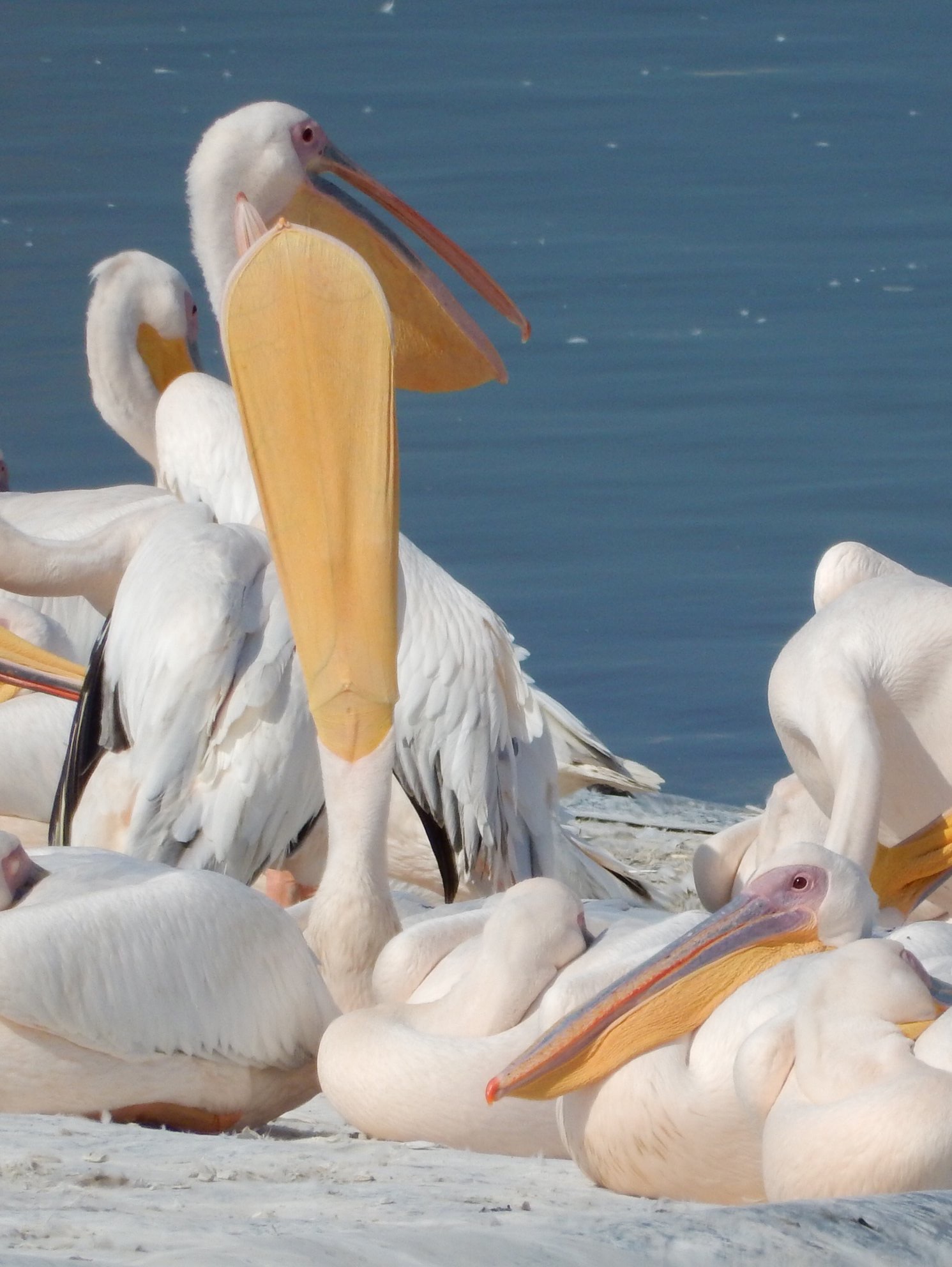 Photo of Great White Pelican at Mishmar HaSharon, Israel  by tlvatsko83