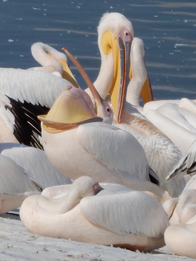 Photo of Great White Pelican at Mishmar HaSharon, Israel  by tlvatsko83