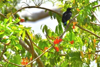 2019年10月17日(木) オーストラリア,ケアンズ～アイアインレンジの野鳥観察記録