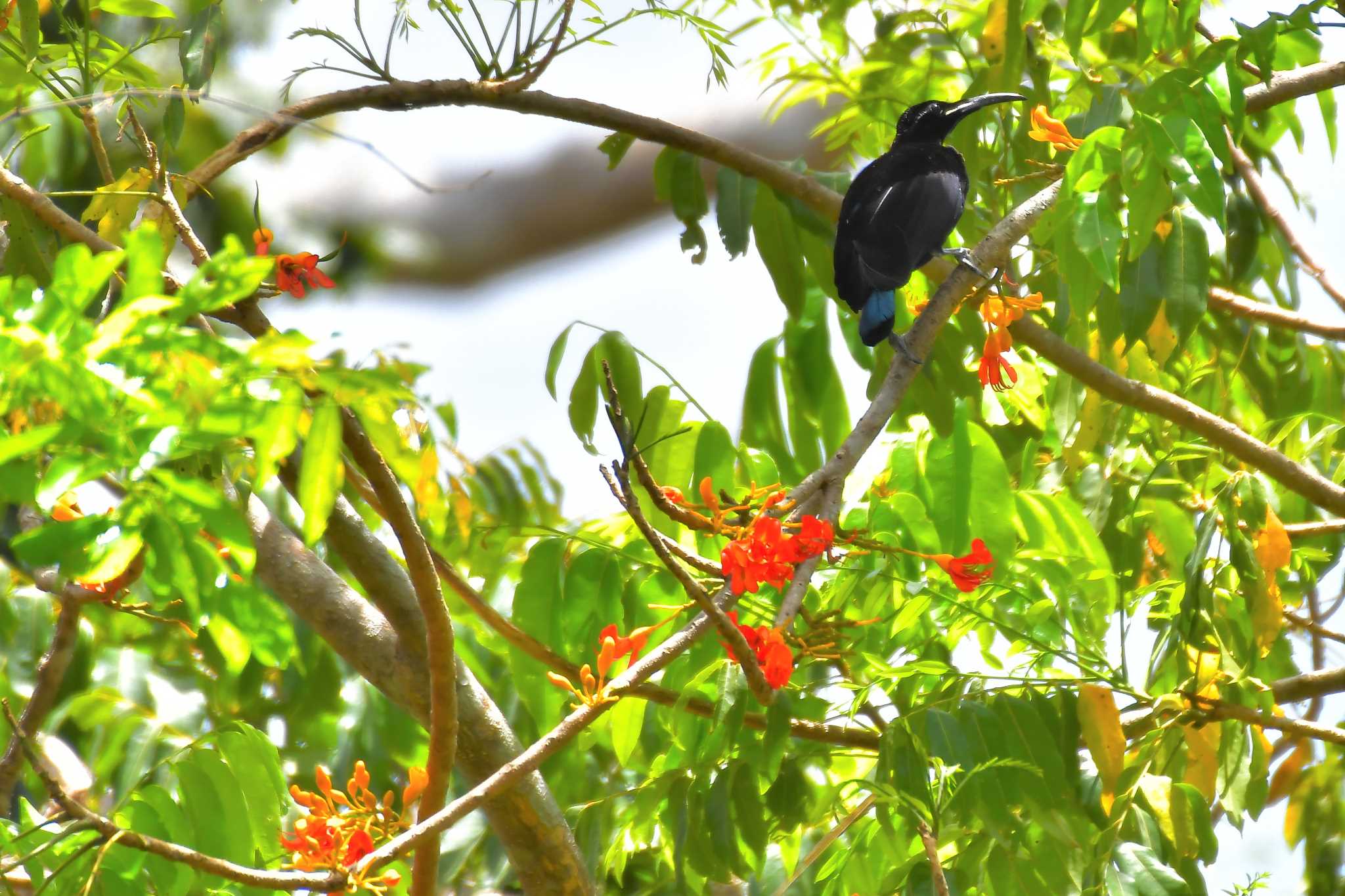 Magnificent Riflebird