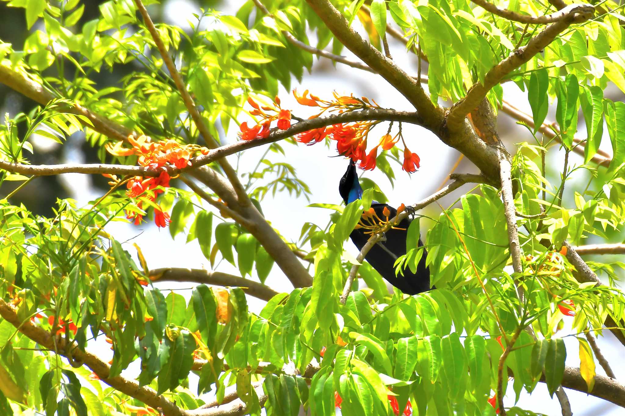 Magnificent Riflebird