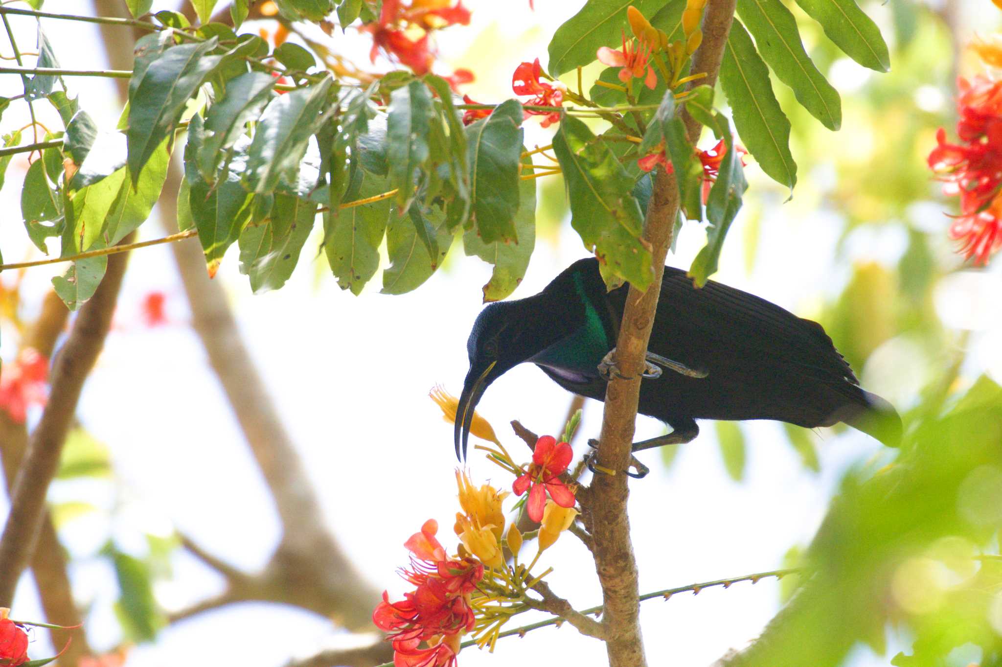 Magnificent Riflebird