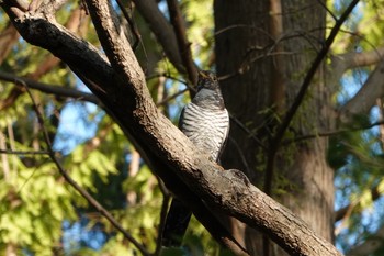 2019年11月2日(土) 水元公園の野鳥観察記録