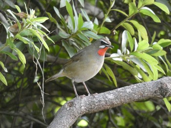 2019年10月27日(日) 大阪城公園の野鳥観察記録