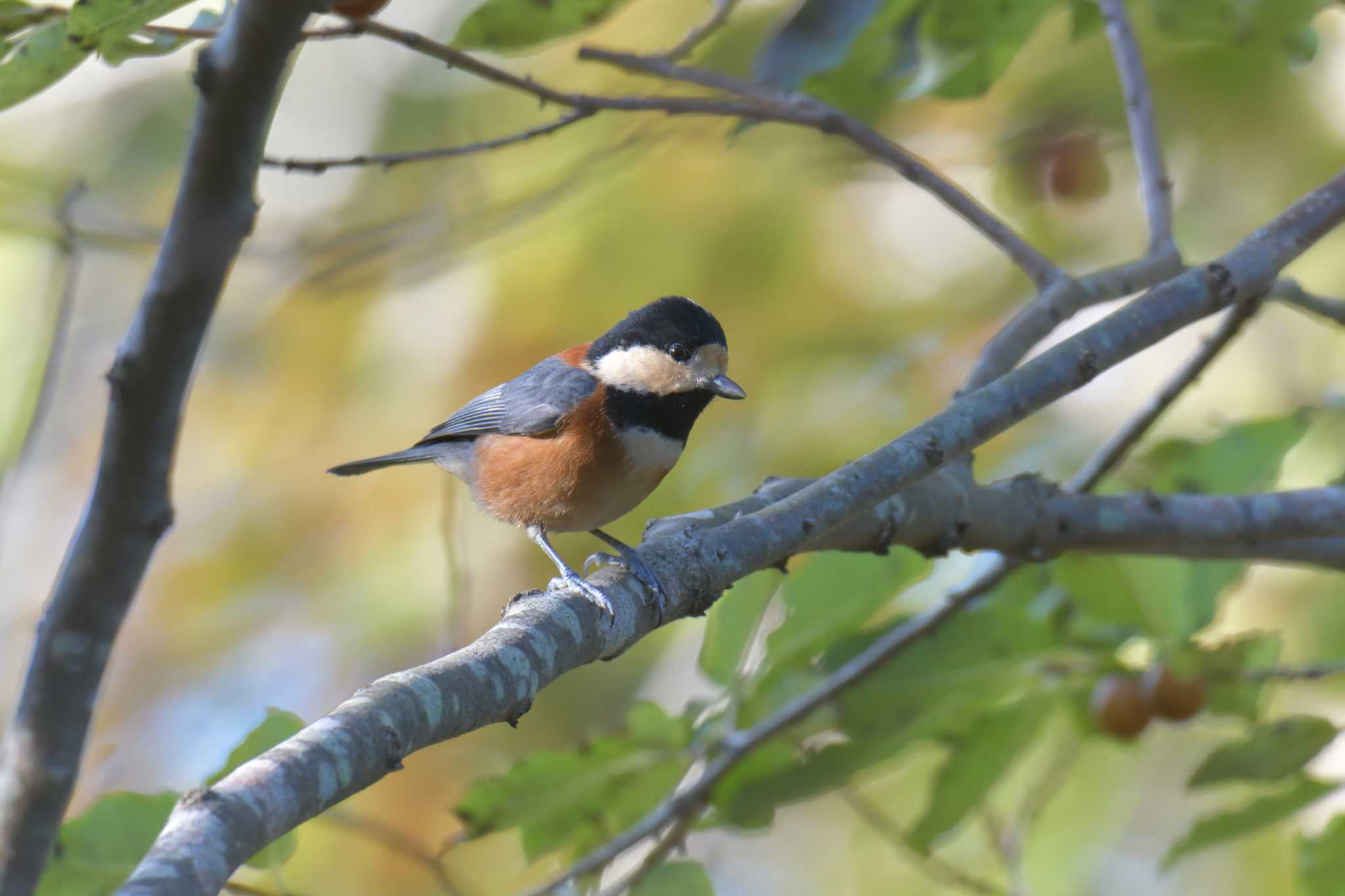 Photo of Varied Tit at 滋賀県近江富士花緑公園 by masatsubo