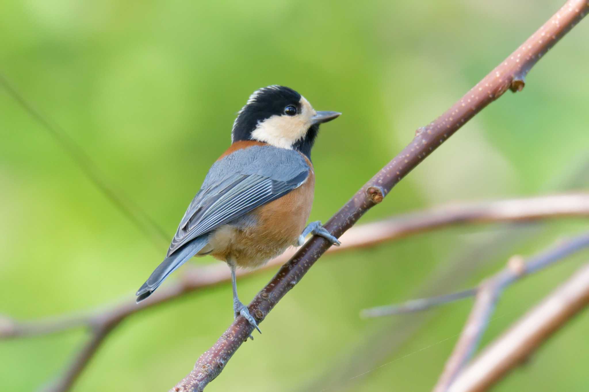 Photo of Varied Tit at 滋賀県近江富士花緑公園 by masatsubo